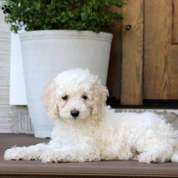 Manny, Cockapoo Puppy