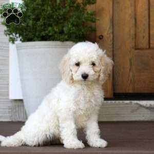 Manny, Cockapoo Puppy