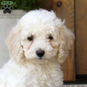 Manny, Cockapoo Puppy