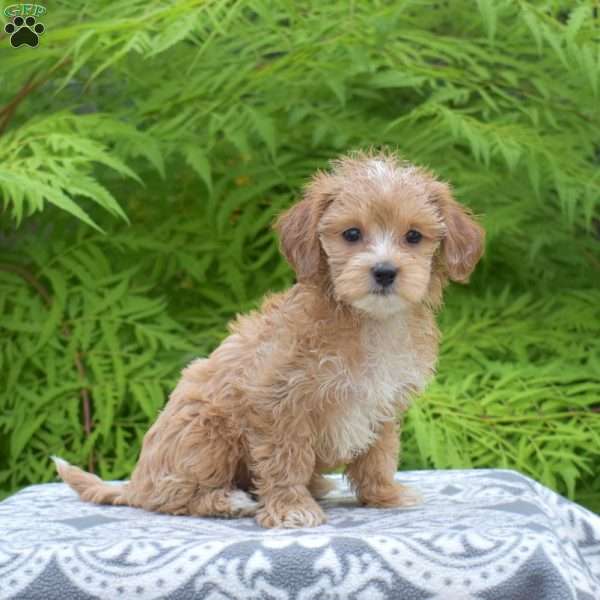 Maple, Maltipoo Puppy