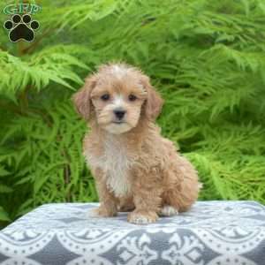 Maple, Maltipoo Puppy
