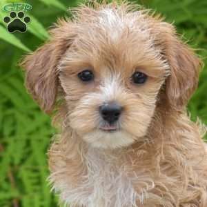 Maple, Maltipoo Puppy
