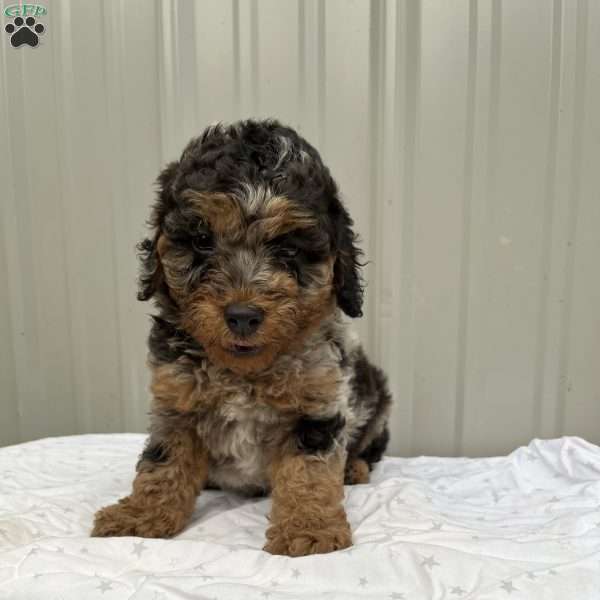 Marcel, Mini Goldendoodle Puppy