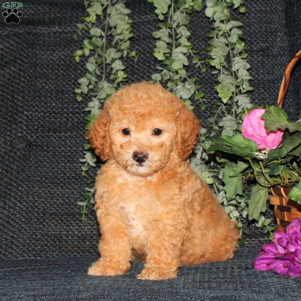 Marcus, Bich-Poo Puppy