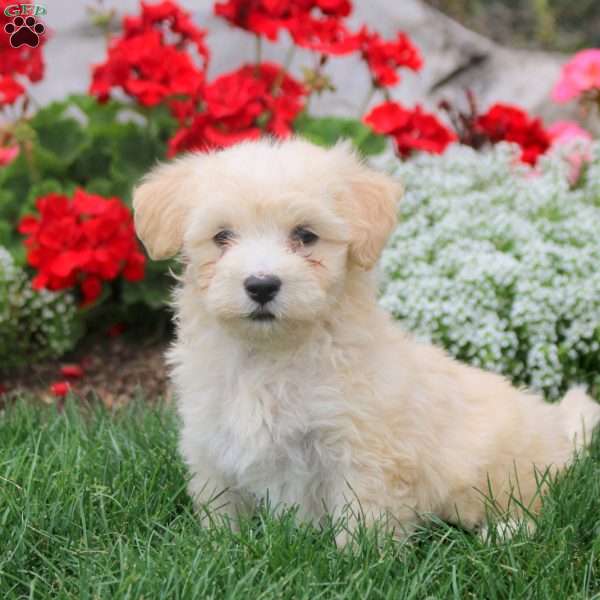 Marcus, Havanese Puppy