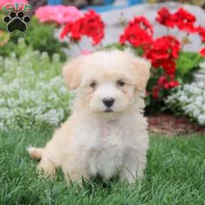 Marcus, Havanese Puppy