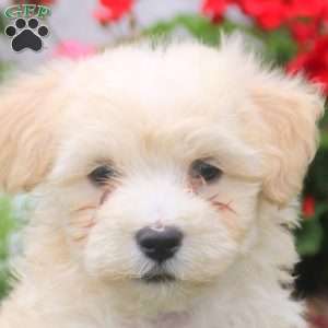 Marcus, Havanese Puppy