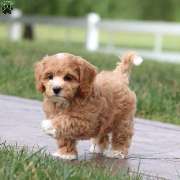 Marcus, Maltipoo Puppy