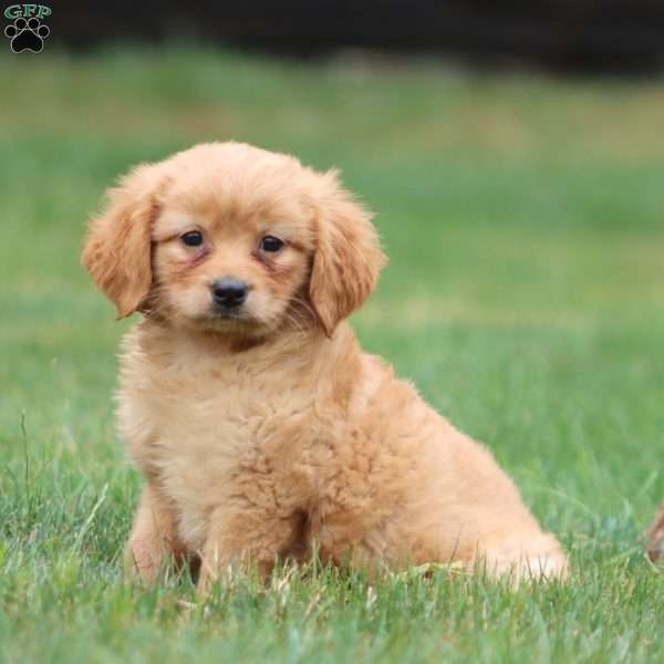 Marcus, Miniature Golden Retriever Puppy