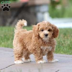 Marcus, Maltipoo Puppy