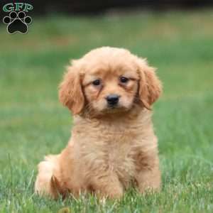 Marcus, Miniature Golden Retriever Puppy