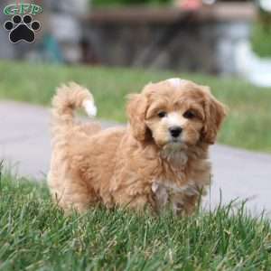 Marcus, Maltipoo Puppy