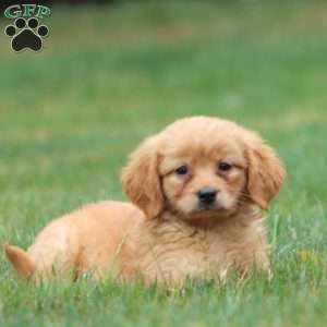 Marcus, Miniature Golden Retriever Puppy