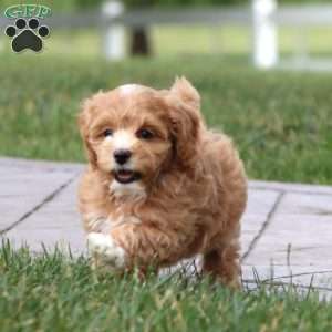 Marcus, Maltipoo Puppy