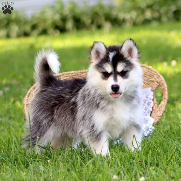 Margie, Pomsky Puppy