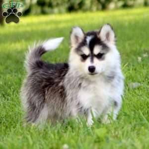 Margie, Pomsky Puppy