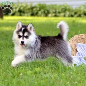 Margie, Pomsky Puppy