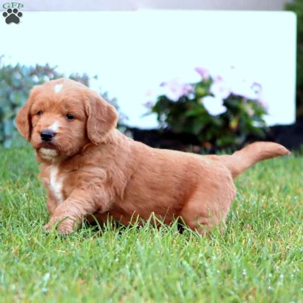 Mark, Goldendoodle Puppy