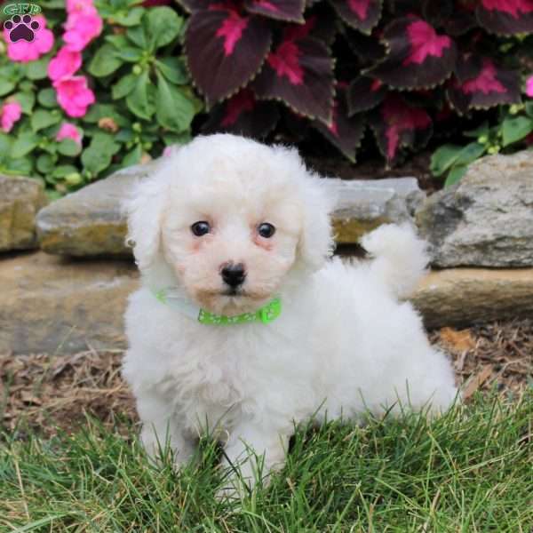 Marley, Bich-Poo Puppy