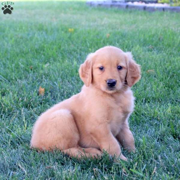 Marley, Golden Retriever Puppy