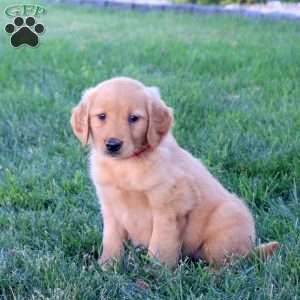 Marley, Golden Retriever Puppy
