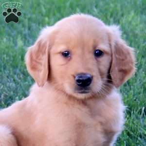 Marley, Golden Retriever Puppy