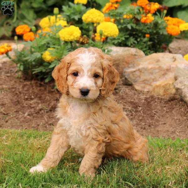 Marley, Cockapoo Puppy
