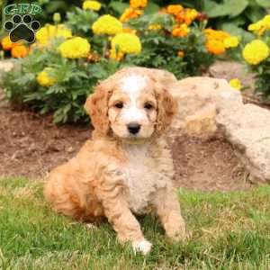 Marley, Cockapoo Puppy