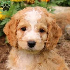Marley, Cockapoo Puppy