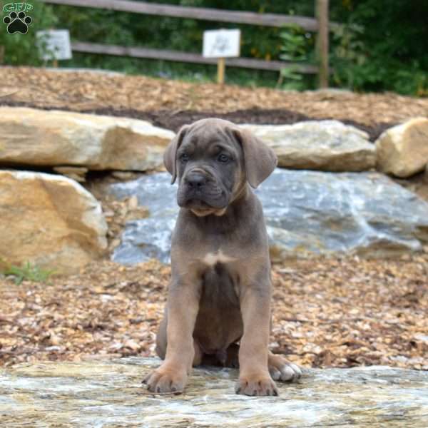 Marshall, Cane Corso Puppy