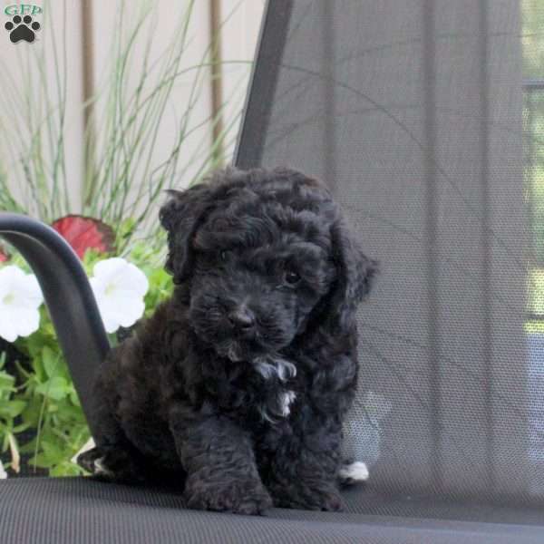 Marshall, Miniature Poodle Mix Puppy