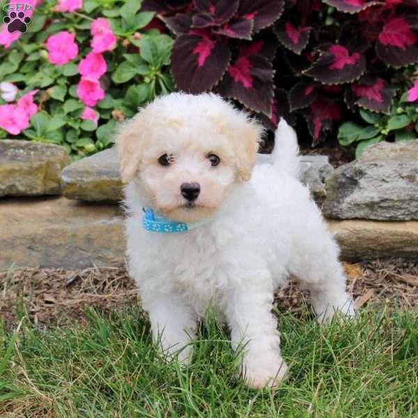 Marshall, Bich-Poo Puppy