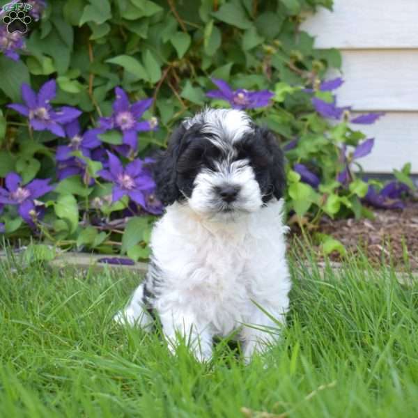 Marshall, Cavapoo Puppy
