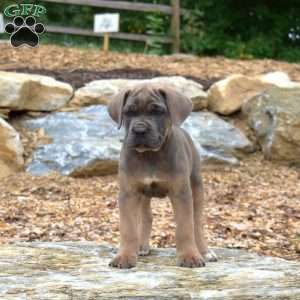 Marshall, Cane Corso Puppy