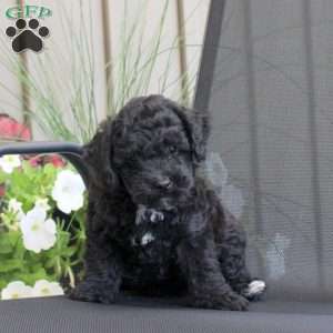 Marshall, Miniature Poodle Mix Puppy