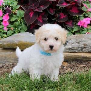 Marshall, Bich-Poo Puppy