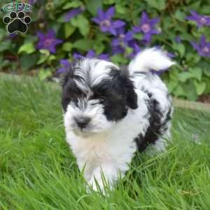 Marshall, Cavapoo Puppy
