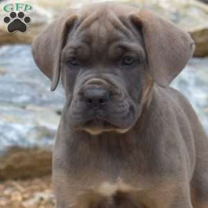 Marshall, Cane Corso Puppy