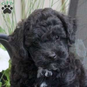 Marshall, Miniature Poodle Mix Puppy