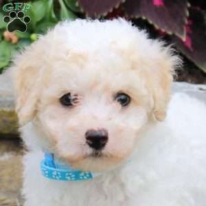 Marshall, Bich-Poo Puppy