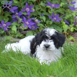 Marshall, Cavapoo Puppy