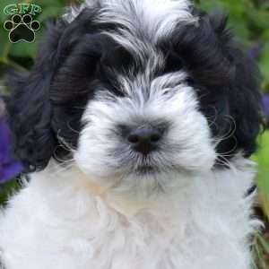 Marshall, Cavapoo Puppy