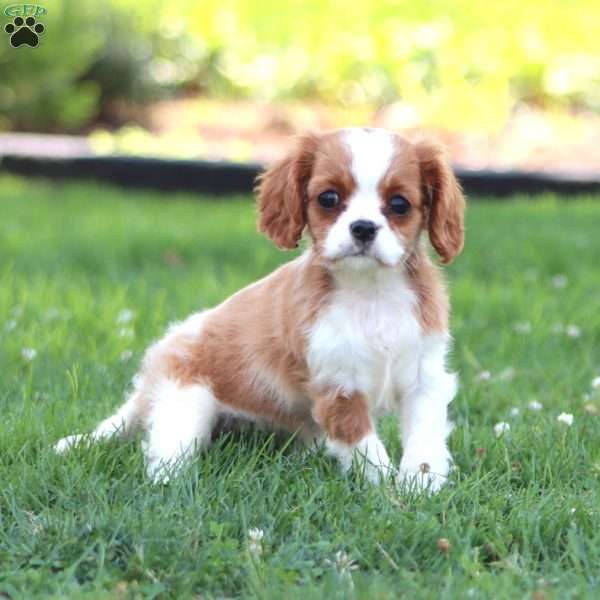 Martha, Cavalier King Charles Spaniel Puppy