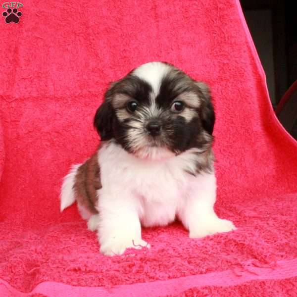 Marty, Shih Tzu Puppy