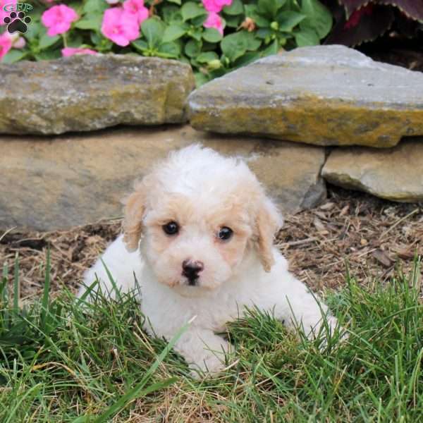 Marty, Bich-Poo Puppy