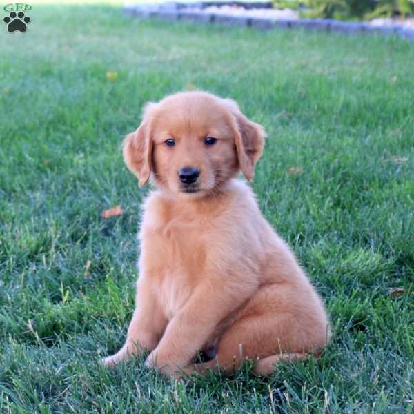 Marty, Golden Retriever Puppy