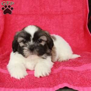 Marty, Shih Tzu Puppy
