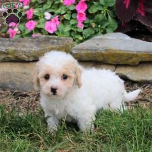 Marty, Bich-Poo Puppy