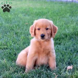 Marty, Golden Retriever Puppy