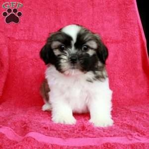 Marty, Shih Tzu Puppy